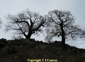 trees on hill rocks